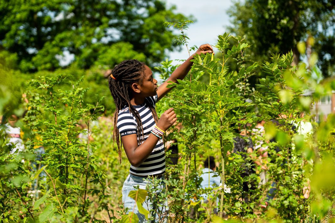Een Do-it-Yourself Tiny Forest is een inheems bos van minimaal 100 vierkante meter dat wordt aangelegd op eigen grond.
