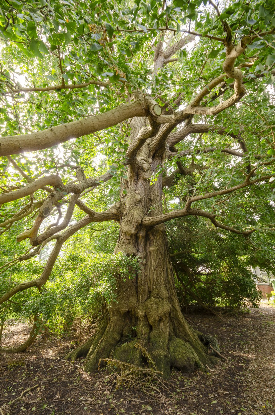 De Ginkgo biloba in de universiteitstuin van Leiden is verkozen tot de Boom van het Jaar 2024. (foto: Rob Visser Photography)