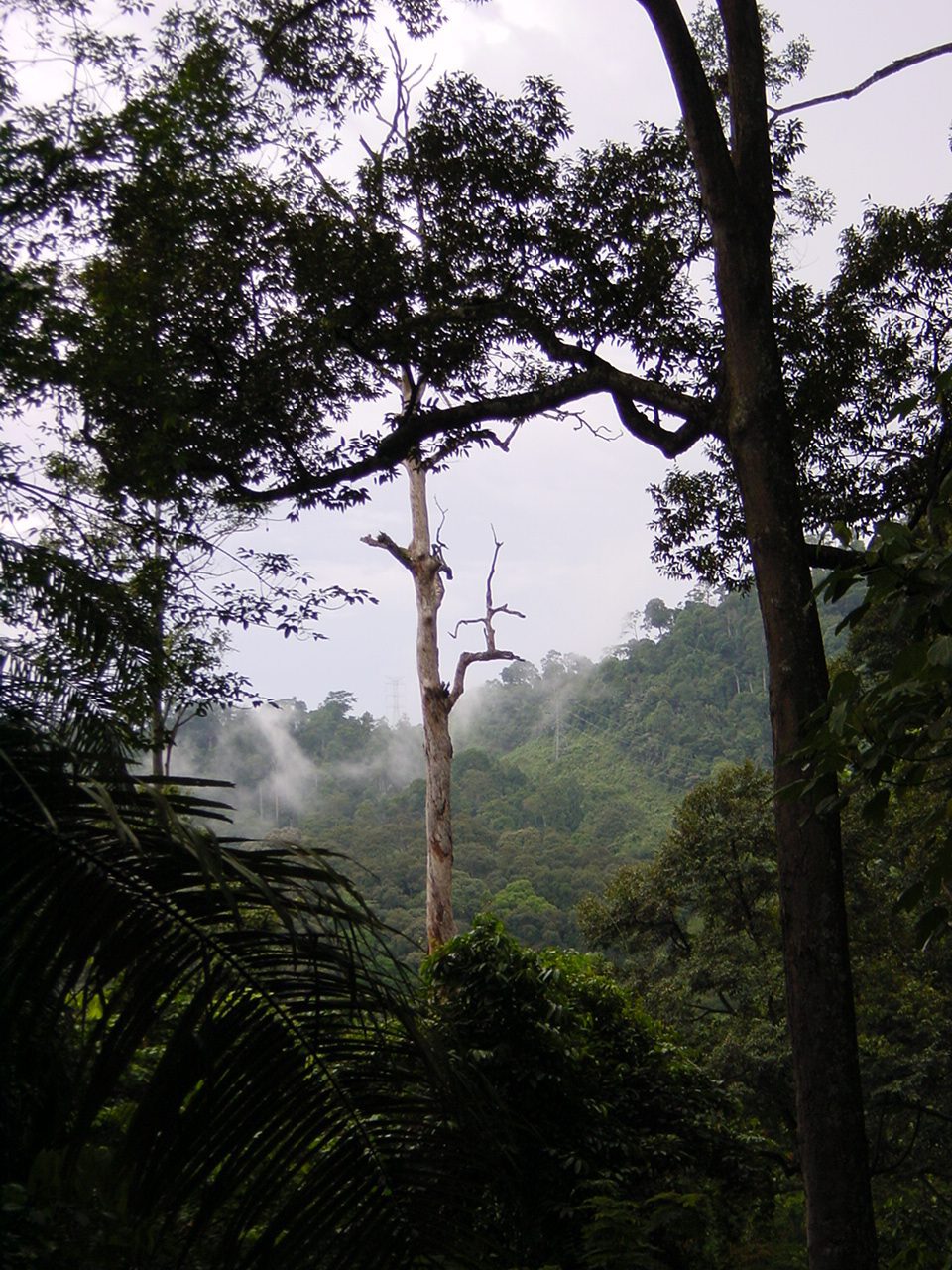 Triodos Bank wil met alle beursgenoteerde bedrijven in haar beleggingsportefeuille die te maken hebben met grondstoffen met een hoog ontbossingsrisico afspraken maken over het verder beperken van ontbossingsrisico's.