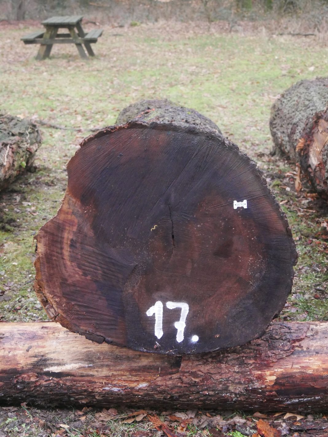 Op de veiling worden de mooiste boomstammen uit bos en plantsoen per opbod verkocht.