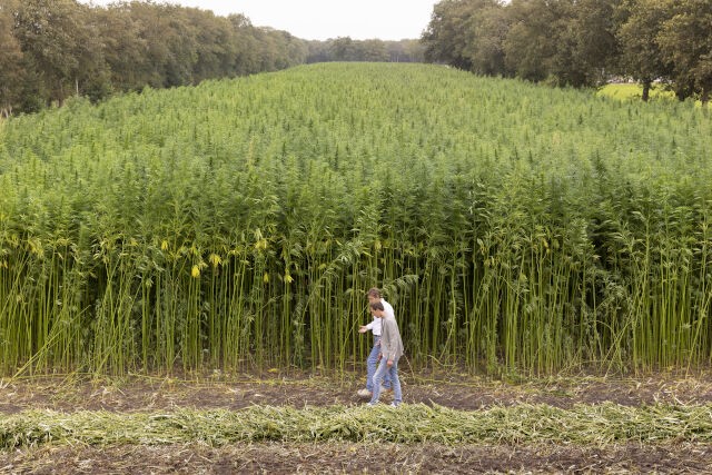 Beeld van een volgroeid veld met vezelhennep in Heerenveen.