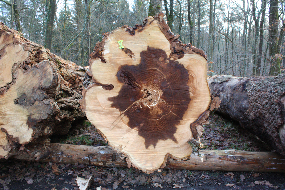 Op de kavelplaats aan de Rolbaan in Arnhem liggen stammen van uitzonderlijke kwaliteit zoals deze valse acacia.