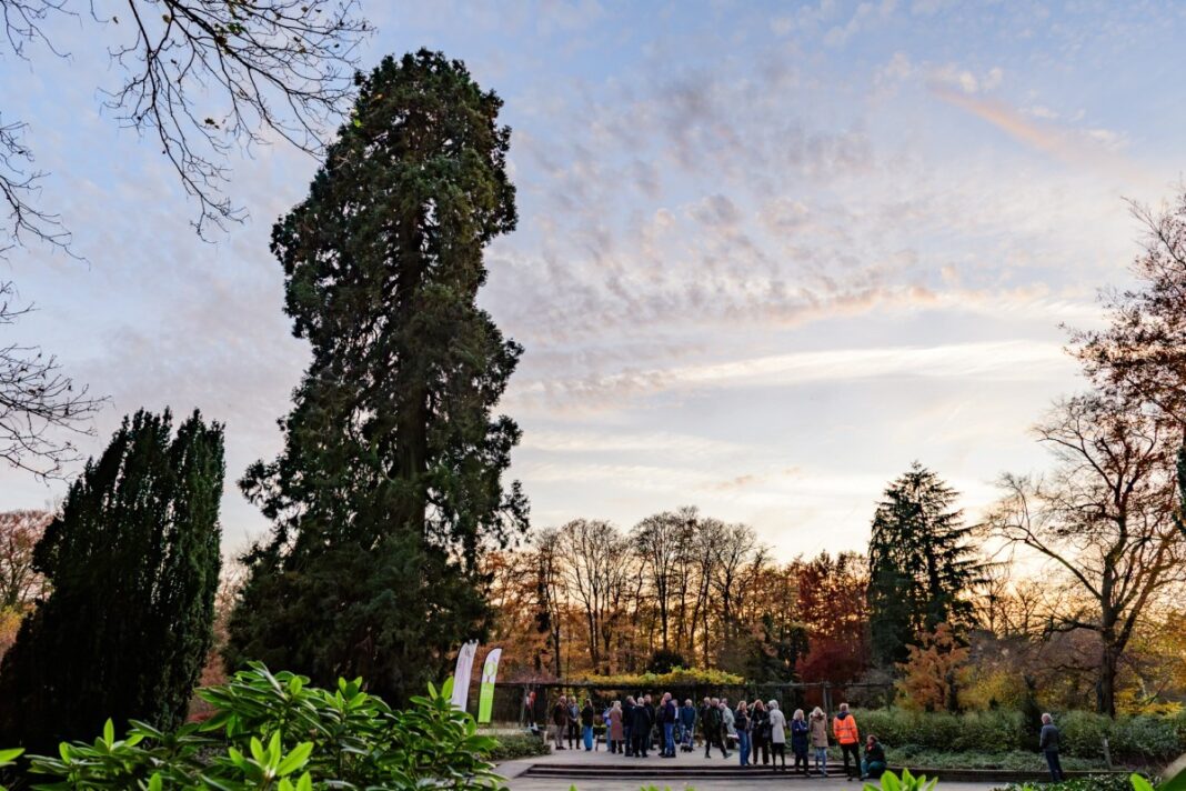 Honderdzestig jaar na de aanplant, in 1866, is de reus van het Ledeboerpark een herkenningspunt en populaire locatie voor wandelaars, studenten, buurtbewoners, trouwfoto’s en schoolklassen. (foto: Koos Mavrakis)