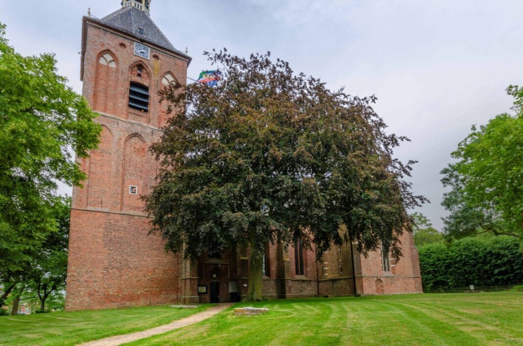 De rode beuk is de levende getuige van veel gebeurtenissen rondom de Sint-Hippolytuskerk in Middelstum. (foto: Rob Visser Photography)